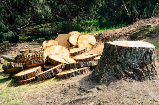 How Our Tree Care Process Works  in  Wildwood Crest, NJ